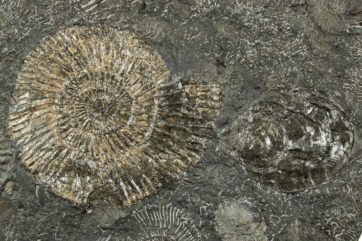 Dactylioceras Ammonite Fossil - Posidonia Shale, Germany #358355